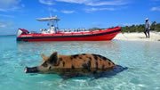 Two Day Cruise Bahamas Swim with the Pigs Freeport