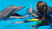 Two Day Cruise Swim with the Dolphins Freeport Bahamas